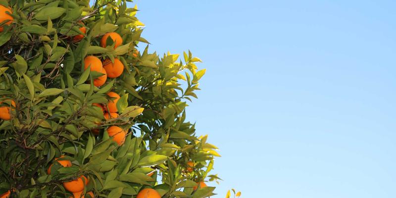 从管道到平台:MEC如何通过API开放网络能力,重塑编程开发新范式