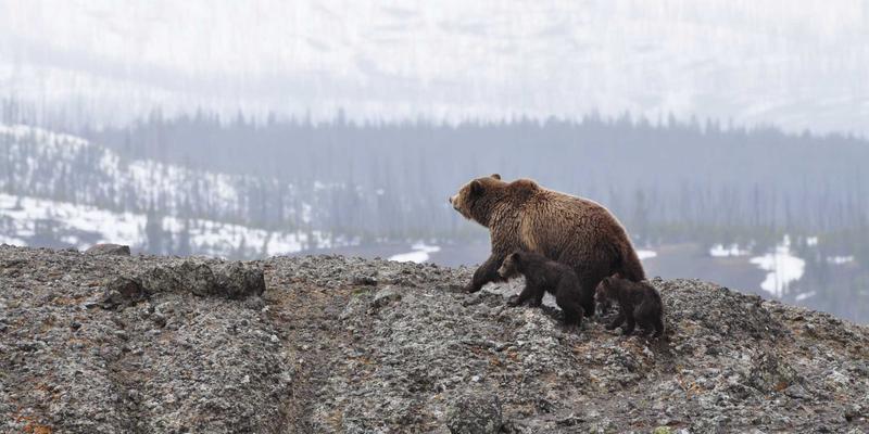 智能运维革命:如何利用NDA与AIOps从流量数据中预见故障与安全威胁
